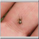 Zygiella x-notata - Sektorspinne w02.jpg